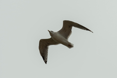 Larus argentatus