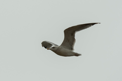 Larus argentatus