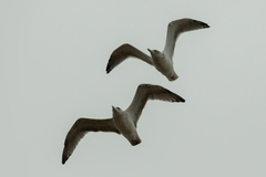 Larus argentatus