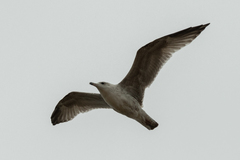 Larus argentatus