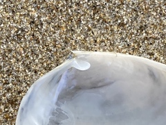 Periploma planiusculum