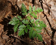 Sceptridium multifidum