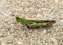 Aiolopus thalassinus