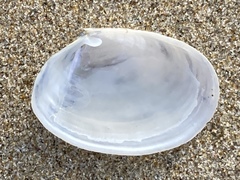 Periploma planiusculum