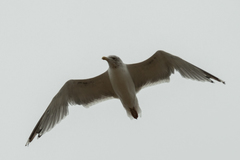 Larus argentatus