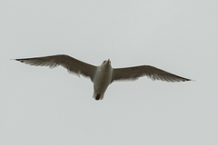 Larus argentatus