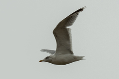 Larus argentatus