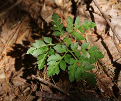 Sceptridium multifidum