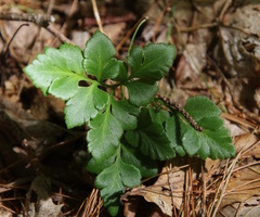 Sceptridium multifidum