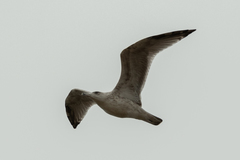 Larus argentatus