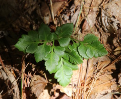 Sceptridium multifidum