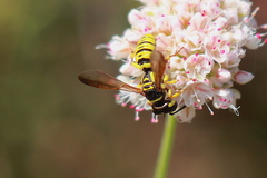 Eucerceris provancheri