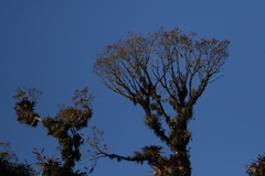 Coccothraustes abeillei