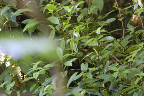 Subspecies Atlapetes albinucha gutturalis · iNaturalist