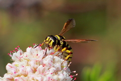 Eucerceris provancheri