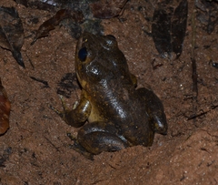 Mantidactylus grandidieri