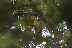 Oreophasis derbianus