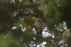 Oreophasis derbianus