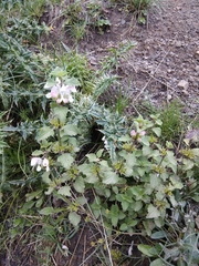 Lamium tomentosum