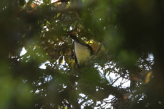 Oreophasis derbianus