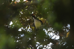 Oreophasis derbianus