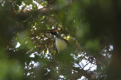 Oreophasis derbianus