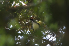 Oreophasis derbianus