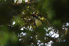 Oreophasis derbianus