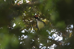 Oreophasis derbianus