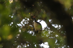 Oreophasis derbianus