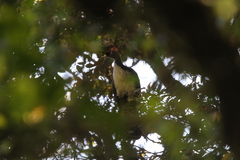 Oreophasis derbianus