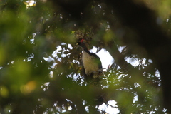 Oreophasis derbianus