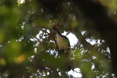 Oreophasis derbianus