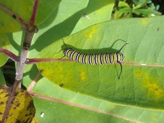 Danaus plexippus