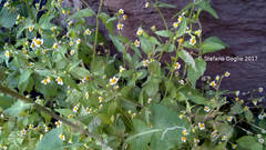 Galinsoga quadriradiata