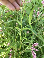 Persicaria maculosa