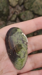 Bivalvia