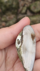 Bivalvia