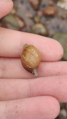 Lymnaeidae