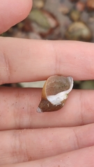 Lymnaeidae