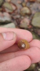 Lymnaeidae