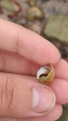 Lymnaeidae