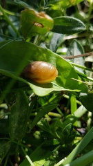 Succinea putris