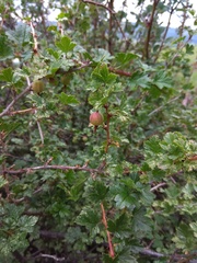 Ribes aciculare