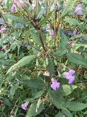 Impatiens glandulifera