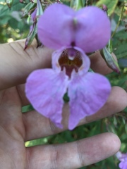 Impatiens glandulifera