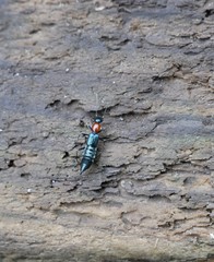 Paederidus ruficollis