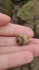 Viviparidae