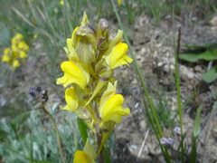 Linaria macroura