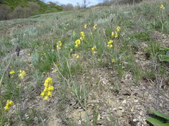 Linaria macroura